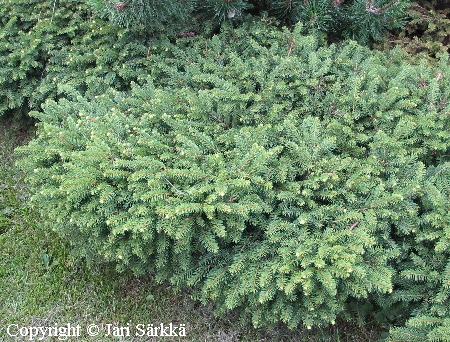 Picea abies  'Nidiformis'